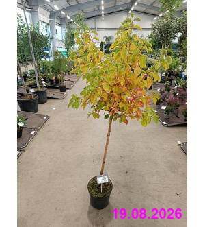 Cornus sanguinea 'Midwinter Fire' C 5 L
